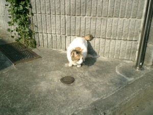 mao0001