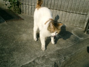 mao0004