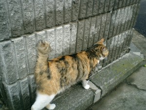mao0011