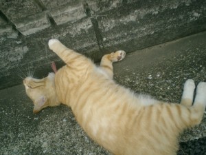 mao0015