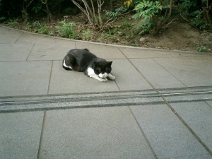 mao033