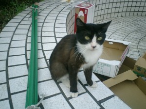 mao056
