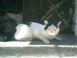 mao063