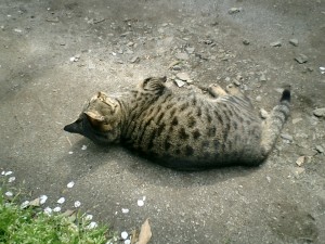mao073