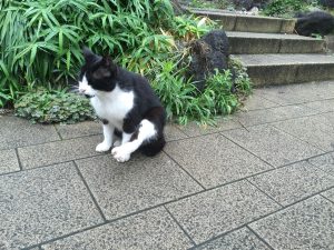 【そんじょそこらの猫】池袋某所の猫さん。猫はいいなぁ