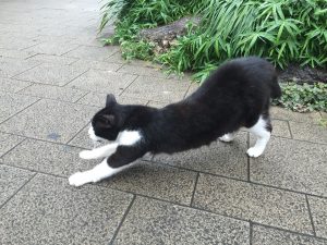 【そんじょそこらの猫】池袋某所の猫さん。←のびーーーー