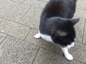 【そんじょそこらの猫】池袋某所の猫さん。きょろきょろ→