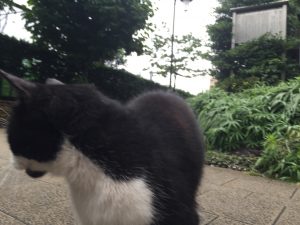 【そんじょそこらの猫】池袋某所の猫さん。←きょろきょろ