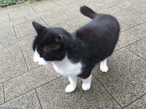 【そんじょそこらの猫】池袋某所の猫さん