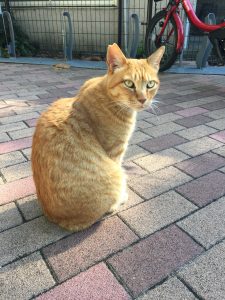【そんじょそこらの猫】神田日本橋付近某所の猫。じーーーーー（警戒）