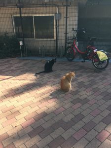 【そんじょそこらの猫】神田日本橋付近某所の猫。揃って一点を凝視しています。
