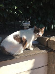 【そんじょそこらの猫】神田日本橋付近某所の猫。「構わないでほしいニャァ」と言っている感じ。