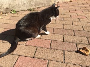 【そんじょそこらの猫】神田日本橋付近某所の猫。あぁ！嫌われた？