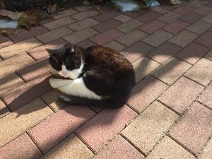 【そんじょそこらの猫】神田日本橋付近某所の猫。寝ているところを起こしてしまいました。