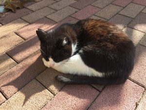 【そんじょそこらの猫】神田日本橋付近某所の猫。Zzzz
