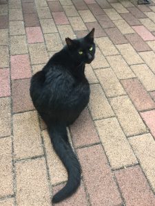 【そんじょそこらの猫】神田日本橋付近某所の猫。君、尻尾が綺麗だね。