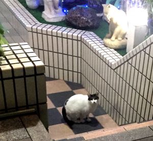 そんじょそこらの猫,渋谷,神泉,ホテル街の猫,超警戒中