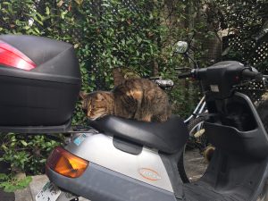 神楽坂,猫,「寒い日に、やっと暖かい場所を確保したのに人間に絡まれてうっとおしいにゃ」