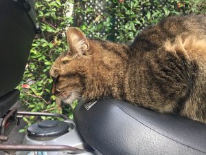 神楽坂,猫,「しつこいやつにゃ」と思ってそう
