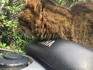 神楽坂,猫,「無視するにゃ」ぷい