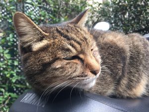 神楽坂,猫,「折角あったかい場所むつけたにょに落ち着いて寝られないにゃ」