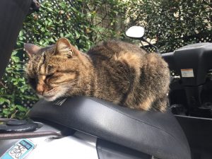 神楽坂,猫,「この椅子はあったかいにゃ」
