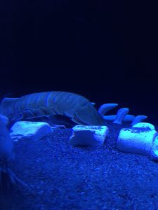 グソクムシ,沼津港深海水族館