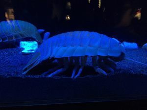 グソクムシ,沼津港深海水族館