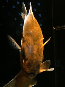 沼津港深海水族館,入口,お出迎え