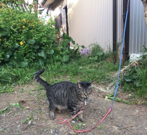 近所の猫,接近警戒