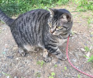 近所の猫警戒状態,嫌がっている