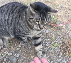 近所の猫,猫パンチ,後ずさり,警戒
