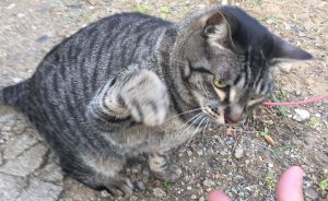 近所の猫,猫パンチ