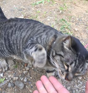 近所の猫,猫パンチ